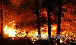 Điều tra nguyên nhân vụ cháy rừng phòng hộ Nam Sơn, Hà Nội
